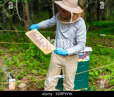 Ein männlicher Imker inspiziert eine Wabe während er steht, nachdem er sie aus einem Bienenstock, Tewksbury, New Jersey, USA, entfernt hat Stockfoto