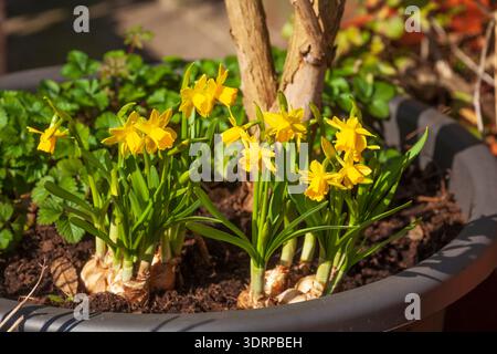 Gelbe Narzissen im Blumentopf, Narzissen (Narcissus Pseudonarcissus), Deutschland Stockfoto