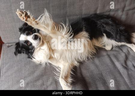 Lustiger, süßer Hündchenbordkollie, der drinnen auf der Couch liegt. Hund, der auf einem gemütlichen Sofa schlafen kann. Haustierpflege und Stockfoto