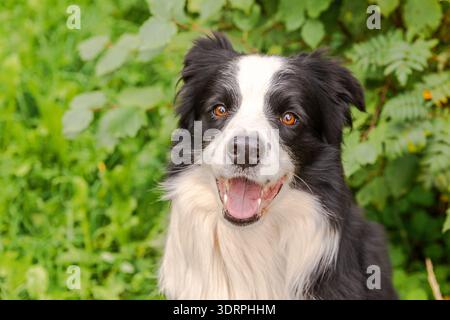 Außenporträt des niedlichen lächelnden Hündchenbordcollie, der auf Parkhintergrund sitzt. Kleiner Hund mit lustigem Gesicht an sonnigen Sommertagen Stockfoto