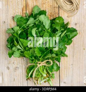 Frischer roher Bio-Koriander-Bunch auf hölzernem Hintergrund, vegetarische und vegane Lebensmittel, Quelle von Vitaminen. Koriander - Gewürz in Keksen Stockfoto