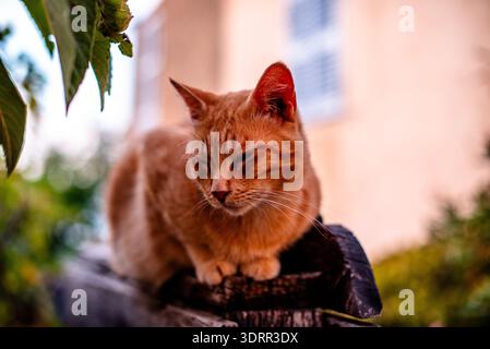 Nahaufnahme einer Ingwerkatze, die draußen auf einem verwitterten Holzzaun mit Gartenlaub und einem verschwommenen Wohngrund ruht. Geeignet für lif Stockfoto