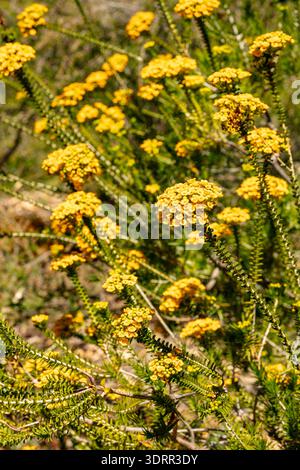 Natürliches Nahaufnahme blühendes Pflanzenporträt der herrlich hellen Cooloumia Verticordia, die im Kings Park und im Botanischen Garten Perth, Australien, blüht Stockfoto