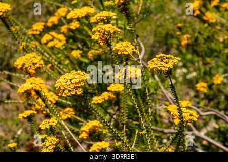 Natürliches Nahaufnahme blühendes Pflanzenporträt der herrlich hellen Cooloumia Verticordia, die im Kings Park und im Botanischen Garten Perth, Australien, blüht Stockfoto