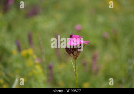 Makrofoto einer rosafarbenen dianthus-Nelkenblume in voller Blüte, die zarte Rüschenblätter mit komplizierter Textur zeigt. Stockfoto