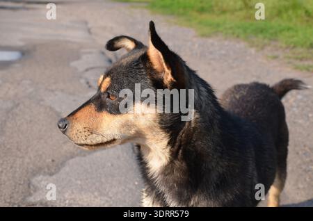 Nahaufnahme des Seitenprofils eines schwarz-braunen Mischhundes, der im Freien bei natürlichem Sonnenlicht steht und einen aufmerksamen Ausdruck zeigt. Stockfoto