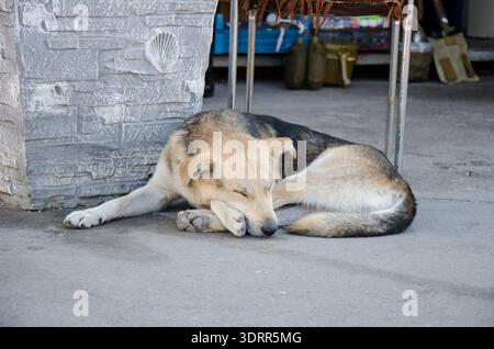 Schlafender streunender Hund auf Betonpflaster in der Nähe einer Steinmauer im Freien, friedliche Straßenszene bei natürlichem Tageslicht. Stockfoto