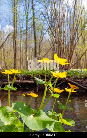 Wunderschöne Marsh Marigold blüht im Frühling an einem Waldbach Stockfoto