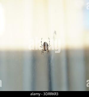 ELEGANTE KREATUR, SPINNEN. Stockfoto