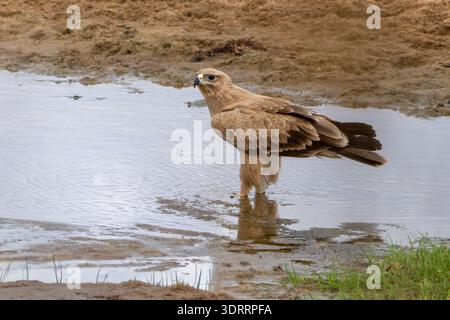 Tawny Adler, der während der Trockenzeit in einer natürlichen Wasserpfütze nach Nahrung sucht und sich an seine Umgebung anpasst, indem er die verfügbaren Ressourcen für das Überleben nutzt Stockfoto
