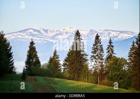 Ruhige Frühlingsszene mit schneebedeckten Bergen im Hintergrund, eingerahmt von hohen, grünen Kiefern im Vordergrund. Grasbewachsener Pfad führt in die Ferne, umgeben von üppigem Laub unter klarem blauem Himmel. Stockfoto