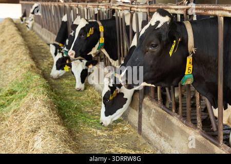 Kühe, die sich in der Scheune von Heu ernähren Stockfoto