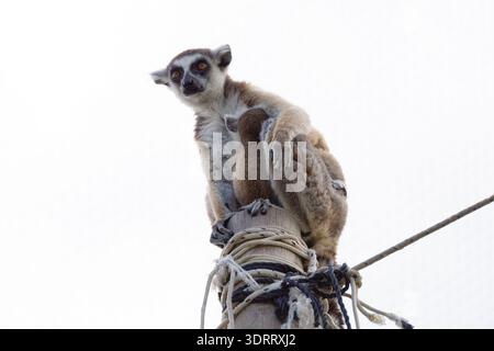 RingschwanzLemur, der auf einem Holzpfosten mit Seilen thront und von oben vor einem hellen Himmel blickt. Stockfoto