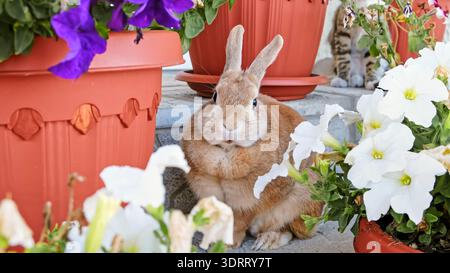 Ein beigefarbenes dekoratives Kaninchen-hids, das zwischen Blumen sitzt. Süßer Osterhase, der in die Kamera schaut. Entzückendes Haustier auf einem Spaziergang in einem Landhaus. Haustier Stockfoto