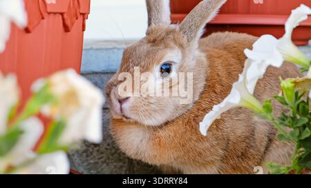 Ein beigefarbenes dekoratives Kaninchen-hids, das zwischen Blumen sitzt. Süßer Osterhase, der in die Kamera schaut. Entzückendes Haustier auf einem Spaziergang in einem Landhaus. Haustier Stockfoto