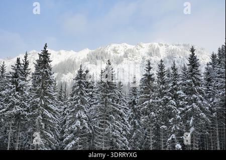 Immergrüne, schneebedeckte Waldbäume stehen in einem verschneiten Wald mit einem schneebedeckten Berg im Hintergrund Stockfoto