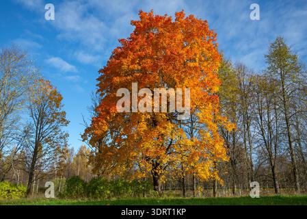 Ahorn mit leuchtend orangefarbenem Laub im Herbstpark, Pskow Region, Russland Stockfoto