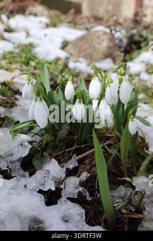 Eine Gruppe von Schneeglöckchen im Schnee Stockfoto