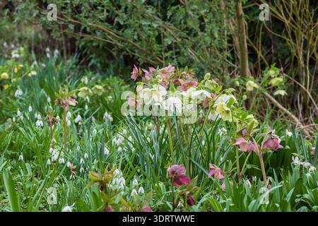 Hellebores und Schneeglöckchen und Myddleton House Gardens im Februar, England, Großbritannien. Stockfoto