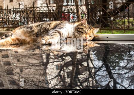 Calico streunende Katze, die im Sonnenlicht auf einem Parkdach mit urbanen Reflexen und ruhiger Stimmung ruht. Stockfoto
