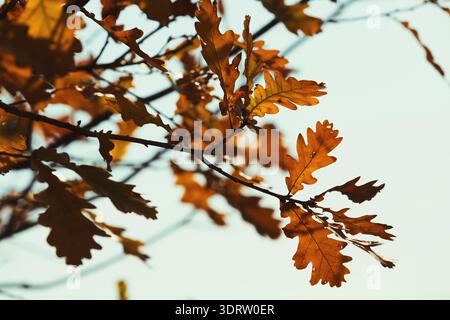 Sammlung von Herbstblättern mit verschiedenen Formen und Farben aus einer Baumverzweigung Stockfoto
