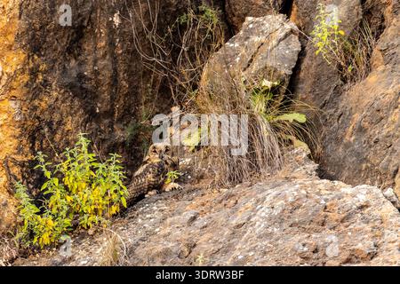 Eulen-Bubo-Bubo-Bubo, der sich friedlich auf einem Felsen ruht und sich perfekt mit der natürlichen trockenen felsigen Klippe und der Dürrebeständigkeit verdeckt Stockfoto