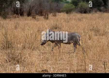 Warzenschwein (Phacochoerus africanus) im Gras. Fotografiert in der Wildnis in Tansania fotografiert in Tansania im Dezember Stockfoto