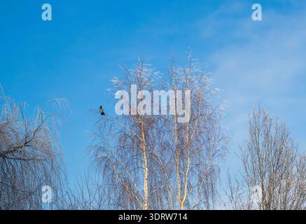 Eine Winterszene mit Bäumen, die von Raureif bedeckt sind, unter einem klaren blauen Himmel. Krähe sitzt auf dem Brunch Stockfoto