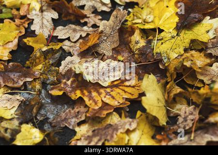 Bunte trockene Blätter Erstellen Sie eine wunderschöne Collage auf dem Waldboden während der Herbstsaison Stockfoto