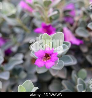 Texanischer Salbeistrauch (Leucophyllum frutescens) mit leuchtenden Fuchsienblüten und silbrig grünen Blättern, Nahaufnahme mit strukturiertem Laub und verschwommenem grünem Lappen Stockfoto