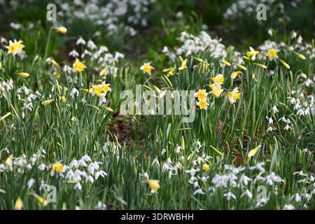 Frühe Narzissen und eine Masse von Schneeglöckchen, galanthus nivalis, im britischen Wintergarten Februar Stockfoto