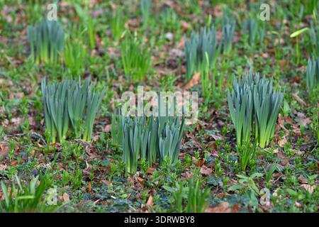 Auftauchendes glauköses Laub von Narzissen oder Narzissen, das durch Efeu und andere Waldbedeckungen wächst, im britischen Garten Februar Stockfoto