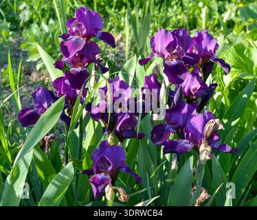 Eine Gruppe von leuchtenden, tiefvioletten Iris-Blüten mit grünen schwertähnlichen Blättern, die in einem Garten wachsen. Das helle natürliche Sonnenlicht betont die satte Farbe Stockfoto
