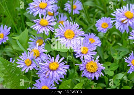 Eine lebhafte Ansammlung von hellvioletten alpinen Astern mit hellgelben Zentren, die in grünem Gras wachsen. Diese sonnige Hochwinkelaufnahme fängt die Schönheit von ein Stockfoto