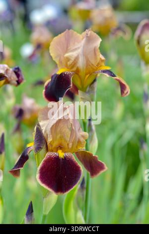 Nahaufnahme von zwei einzigartigen zweifarbigen Irisblüten mit tiefen burgunderroten Blüten und goldbraunen Spitzen. Aufgenommen in einem hellen Garten im Freien, diese vertikale Aufnahme Stockfoto