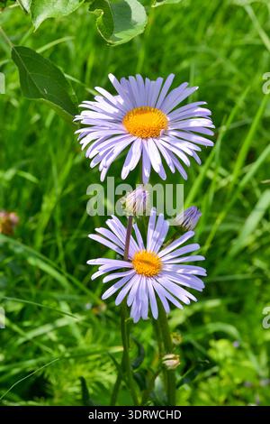 Eine hochwinklige vertikale Nahaufnahme leuchtender hellvioletter Alpenaster, die auf einer sonnigen Wiese blühen. Die Aufnahme erfasst die hellgelben Mittelpunkte des Flusses Stockfoto