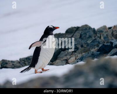 Der Blick auf einen Gentoo-Pinguin zieht sich souverän durch die eisige Landschaft, sein knalloranger Schnabel und seine Füße bilden einen starken Kontrast zu den monochromen Felsen, Stockfoto