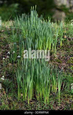 Auftauchendes Laub und Blütenknospen von Narzissen oder Narzissen und ein paar Schneeglöckchen, die im Februar den britischen Garten Pflanzen Stockfoto