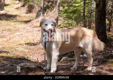 Golden Retriever mischen sich mit Labrador Retriever im Wald. Porträt eines Hundes. Stockfoto