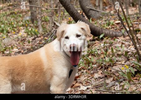 Golden Retriever mischen sich mit Labrador Retriever im Wald. Porträt eines Hundes. Stockfoto