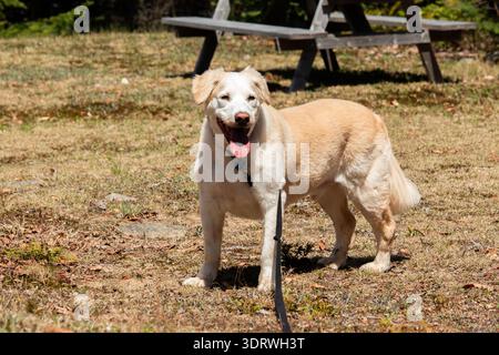 Golden Retriever mischen sich mit Labrador Retriever im Wald. Porträt eines Hundes. Stockfoto