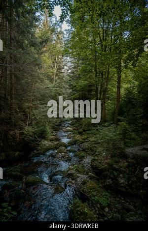 Friedliche Naturszene, Ruhiger Forest River, Der Durch Die Rocky Ravine Fließt Und Mit Üppigem Farnwuchs Gefüllt Ist Stockfoto