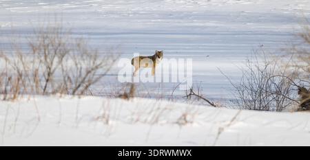Große Kojotenjagd an einem Wintertag im Norden von Wisconsin. Stockfoto