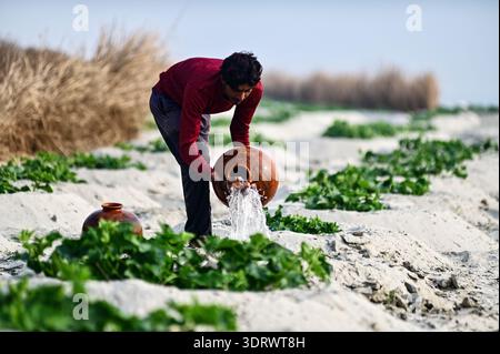 Prayagraj, Uttar Pradesh, Indien. Februar 2026. Prayagraj: Ein Landwirt, der die Pflanzen auf einem Feld am Trockenbett des Flusses Ganga in Prayagraj gießt. (Kreditbild: © Prabhat Kumar Verma/ZUMA Press Wire) NUR REDAKTIONELLE VERWENDUNG! Nicht für kommerzielle ZWECKE! Stockfoto