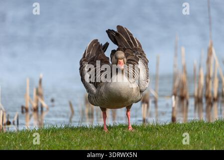 Graylaggans auf einer Wiese am See Stockfoto
