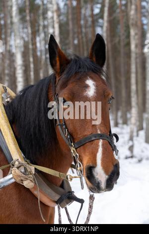Porträt eines gebürsteten braunen Pferdes in einem verschneiten Wald. Traditioneller Transport von Tieren im Winter in Nordeuropa, veranschaulicht das ländliche Erbe und Stockfoto