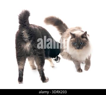 Bild einer pompösen und sibirischen Katze vor weißem Hintergrund Stockfoto