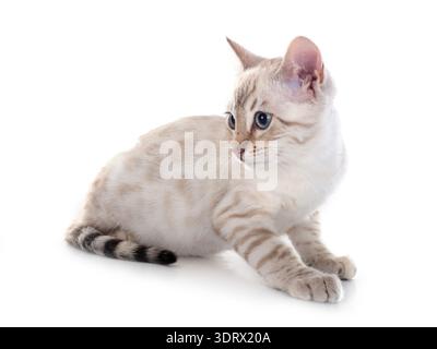 Bengal Katze vor weißem Hintergrund Stockfoto