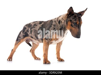 Miniatur Bull Terrier vor weißem Hintergrund Stockfoto