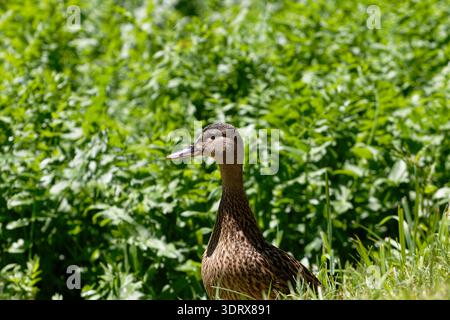 Diese Nahaufnahme zeigt eine weibliche Stockente mit detailliertem Gefieder, die nach links zwischen leuchtend grünen Pflanzen und Gras blickt Stockfoto